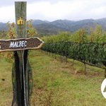 history-of-malbec-in-argentina